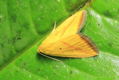 Lemon Moth, Marimatha sp. (Noctuidae: Eustrotiinae)