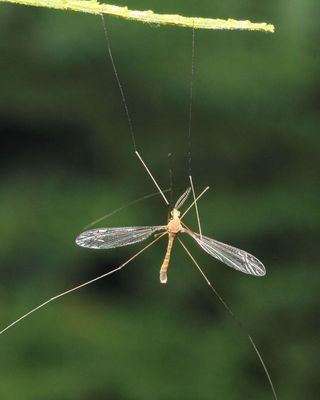 Crane Fly (Tipulidae: Tipulinae)