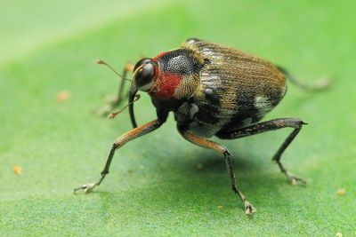 Hoplocopturus sp. (Curculionidae: Conoderinae)