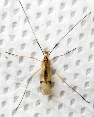 Crane Fly, Teucholabis sp. (Limoniidae: Eriopterini)