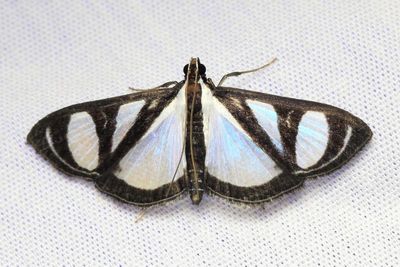 Lepidoptera of Sumaco, Ecuador