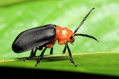 Leaf Beetle, Coelomera cajennensis (Chrysomelidae: Galerucinae)
