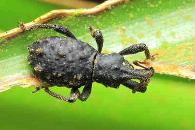 Weevil (Curculionidae: Molytinae: Anchonini)