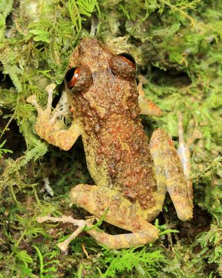 Diadem Rain Frog, Pristimantis diadematus (Strabomantidae)