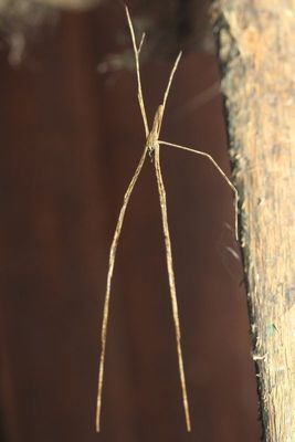 Ogre-faced Spider, Deinopis sp. (Deinopidae)