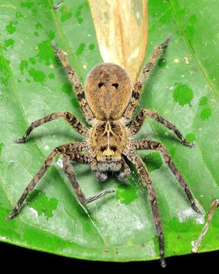Wandering Spider, Enoploctenus sp. (Ctenidae)