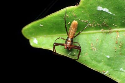 Arachnids of Ecuador: Sumaco