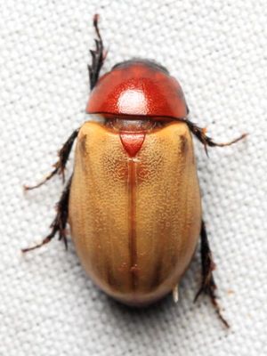 Scarab, Cyclocephala melanocephala (Scarabaeidae: Dynastinae)