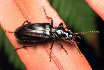 Ground Beetle, Helluomorphoides sp. (Carabidae: Anthiinae)