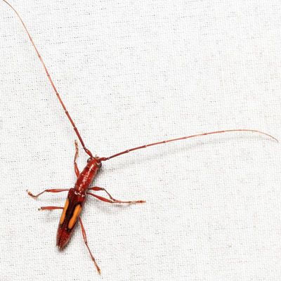 Longhorn (Cerambycidae: Cerambycinae: Ibidionini)