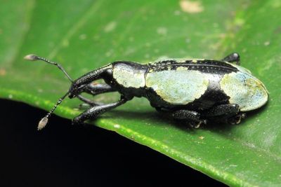 Weevil, Heilipus sp. (Curculionidae: Molytinae)