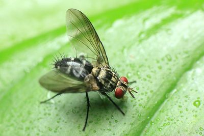 Bristle Fly (Tachinidae: Exoristinae)