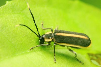 Leaf Beetle, Schematiza cf. (Chrysomelidae: Galerucinae)