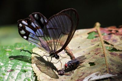 Clearwing Satyr, Pseudohaetera hypaesia (Nymphalidae: Satyrinae)