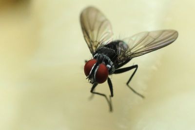 Muscoid fly
