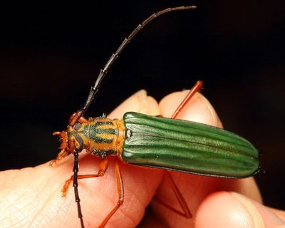 Longhorn, Chlorida festiva (Cerambycidae: Cerambycinae)