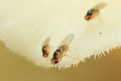 Vinegar Flies, Zygothrica sp. (Drosophilidae: Drosophilinae)