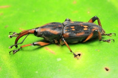 Weevil, Metamasius sp. (Curculionidae: Dryophthorinae)