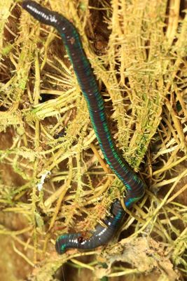 Iridescent Earthworm (Lumbricidae)