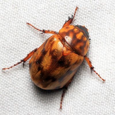 Scarab, Cyclocephala lunutula (Scarabaeidae: Dynastinae)