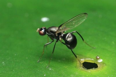 Ant-like Scavenger Fly (Sepsidae)