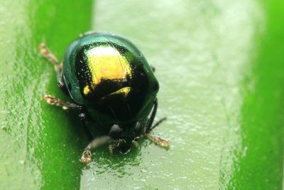 Leaf Beetle (Chrysomelidae: Eumolpinae cf.)