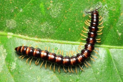 Flat-backed Millipede