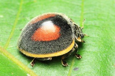Plant-eating Lady Beetle, Epilachna extrema (Coccinellidae: Epilachninae)