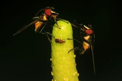 Bromeliad Flies, Copestylum sp. (Syrphidae: Eristalinae)