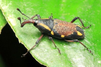 Weevil, Cactophagus laetus (Curculionidae: Dryophthorinae)