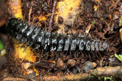 Giant Millipede, Barydesmus sp. (Platyrhacidae: Barydesminae)