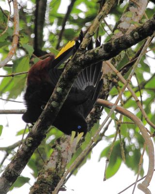 Crested Oropendula, Psarocolius decumanus (Icteridae)