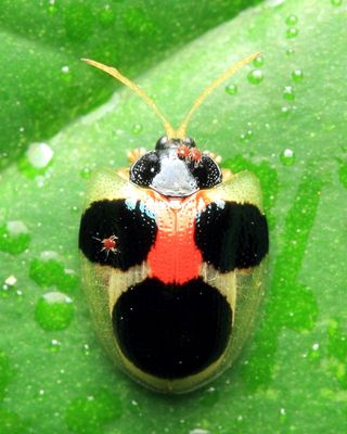 Tortoise Beetle, Spilophora cf. aequatoriensis (Chrysomelidae: Cassidinae)