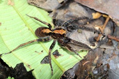 Wandering Spider, Ctenus nr. amphora (Ctenidae)