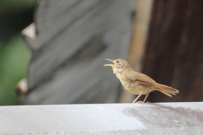 House Wren, Troglodytes aedon (Troglodytidae)