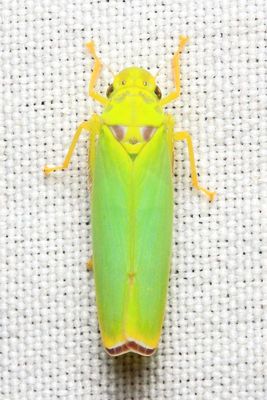Sharpshooter, Paromenia cf. marginata (Cicadellidae: Cicadellinae)