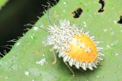 Stink Bug, Dryptocephala sp. (Pentatomidae: Discocephalinae)