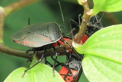 Stink Bugs, Brachystethus tricolor (Pentatomidae: Edessinae)
