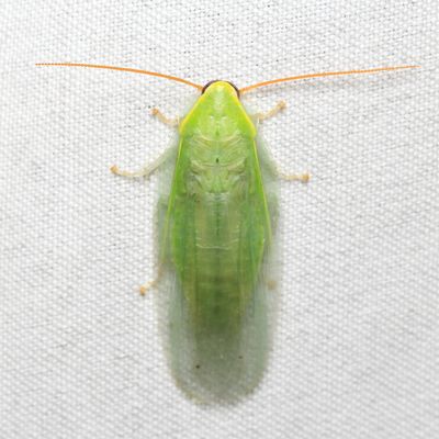 Green Cockroach, Panchlora sp. (Blaberidae: Panchlorinae)