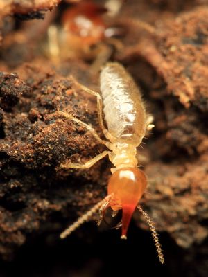 Termite (Termitidae: Syntermitinae)