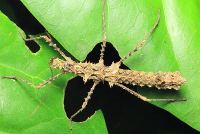Stick Insect, Parobrimus horridus (Pseudophasmatidae: Xerosomatinae)