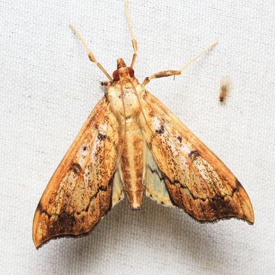 Snout Moth, Anarmodia sp. (Crambidae: Spilomelinae)