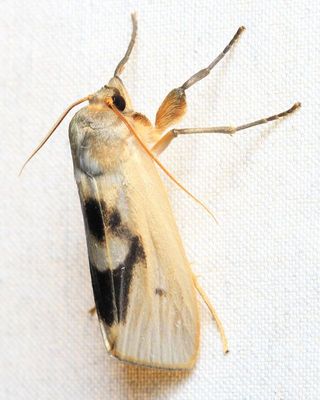 Tiger Moth, Agylla nitidalis (Erebidae: Arctiinae)