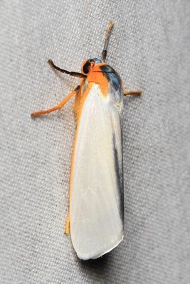 Tiger Moth, Agylla sp. (Erebidae: Arctiinae)