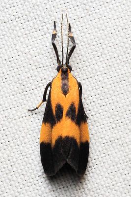 Lichen Moth, Lycomorphodes sp. (Erebidae: Arctiinae)