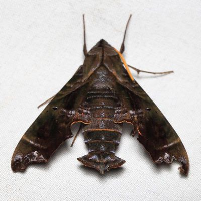 Hawk Moth, Nyceryx tacita (Sphingidae: Macroglossinae)