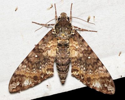 Hawk Moth, Manduca trimacula (Sphingidae: Sphinginae)