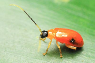 Leaf Beetle, Paralactica sp. (Chrysomelidae: Galerucinae)