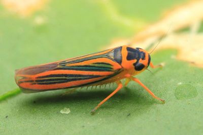 Leafhopper, Ramosulus sp. (Cicadellidae: Cicadellinae)