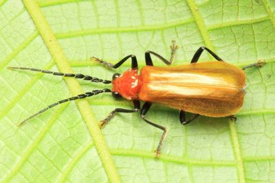 Soldier Beetle (Cantharidae: Silinae)